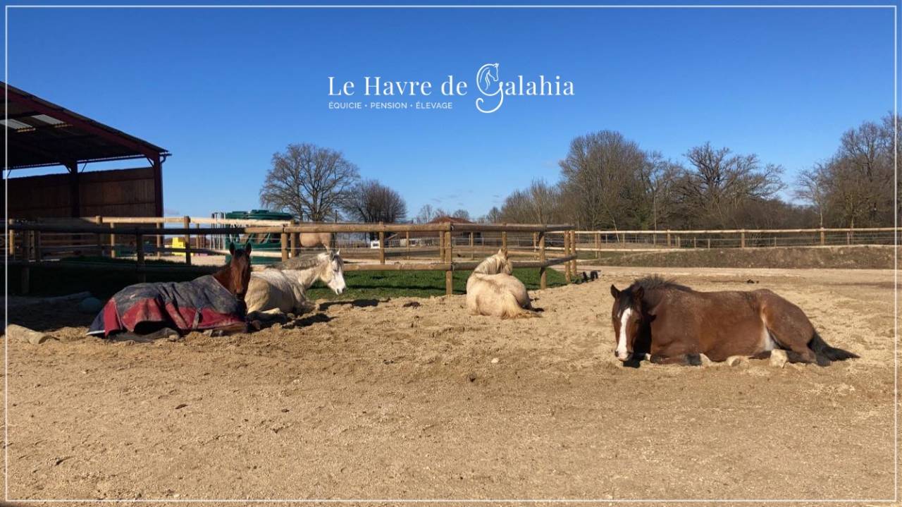 Écurie active / alternative dans l'Ain