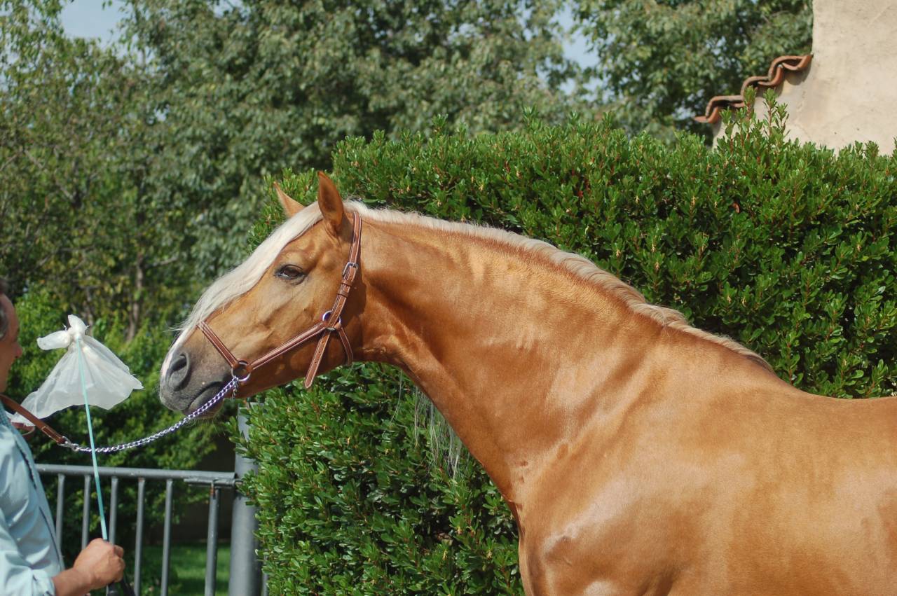 KILATE XXXVI - Pur Sang 2011 par LUCIDO XIV