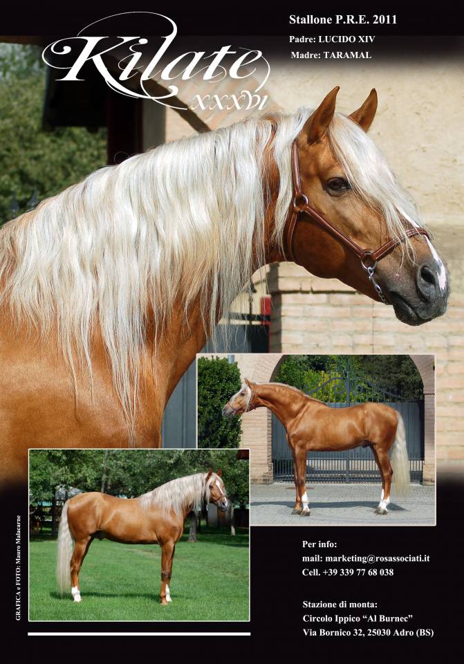 KILATE XXXVI - Pur Sang 2011 par LUCIDO XIV