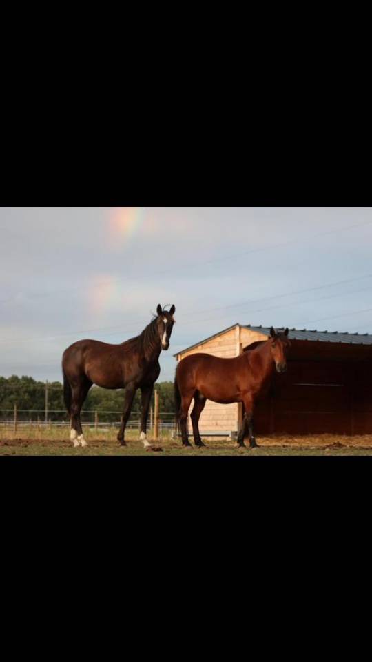 Pension chevaux - Écurie Denogent (Coinsins)