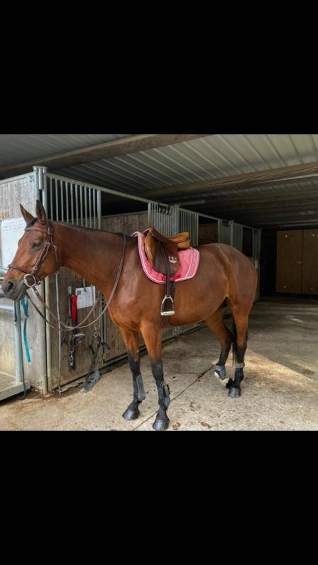 Pension chevaux - Écurie Denogent (Coinsins)