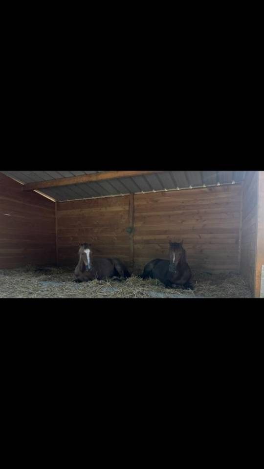 Pension chevaux - Écurie Denogent (Coinsins)