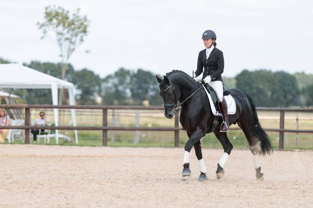 Superbe entier arabo-frison plein papier pour saillie