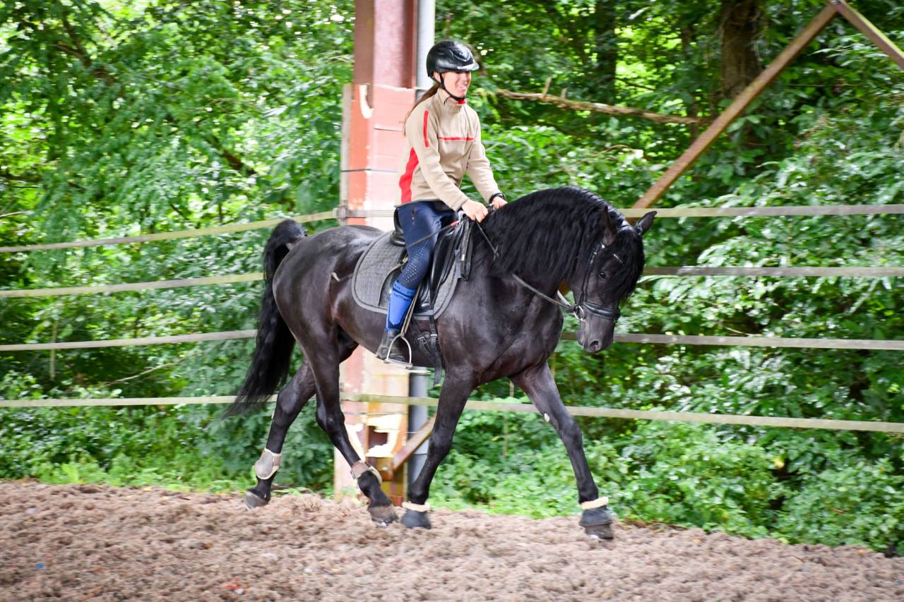 Superbe entier arabo-frison plein papier pour saillie