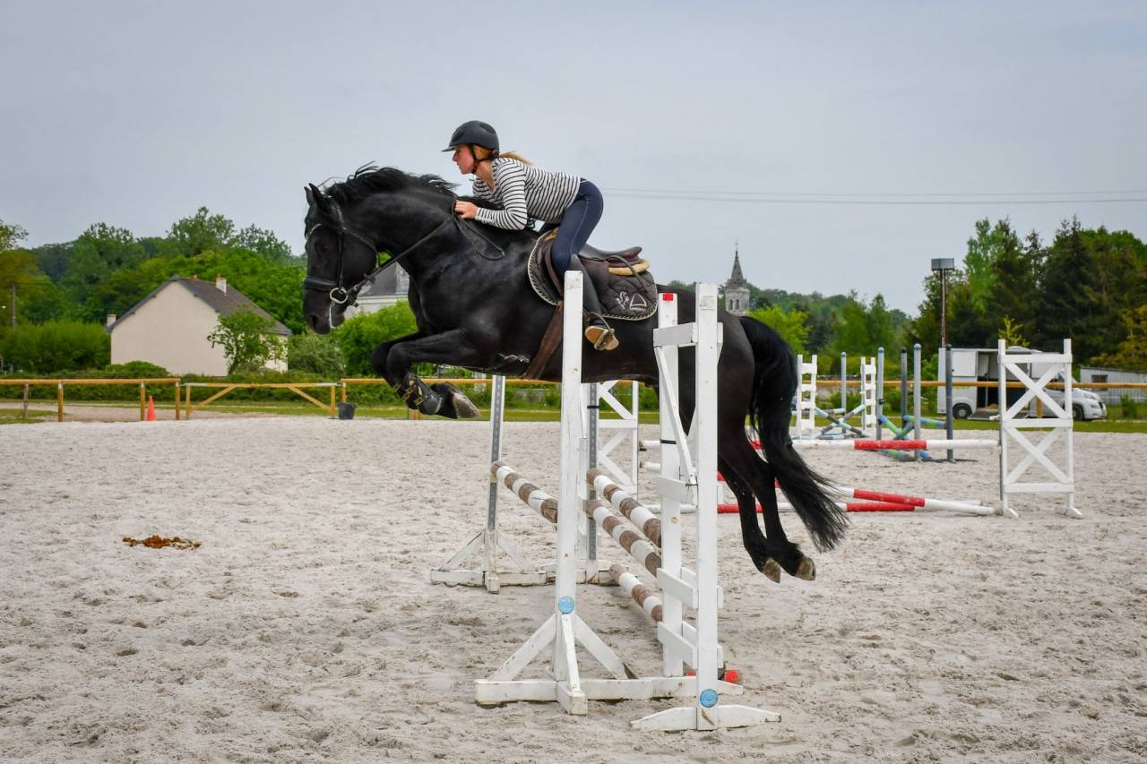 Superbe entier arabo-frison plein papier pour saillie