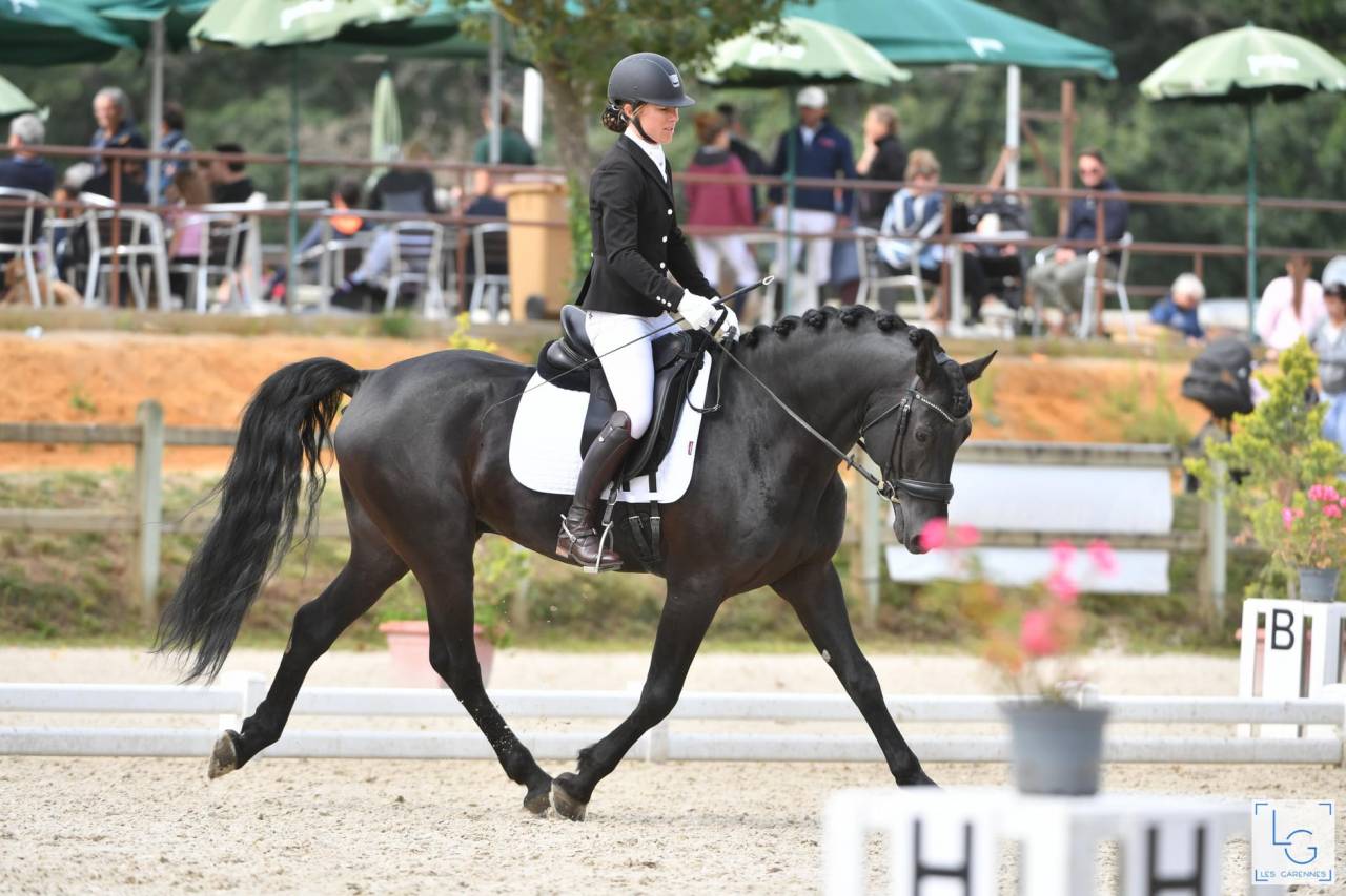 Superbe entier arabo-frison plein papier pour saillie