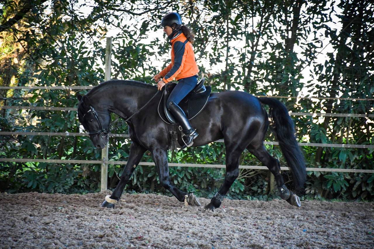 Superbe entier arabo-frison plein papier pour saillie