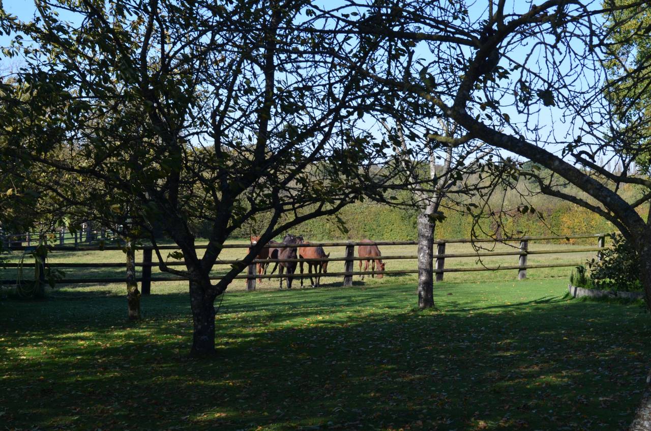 Haras - 53 ha - Normandie - Région Argentan (Orne)