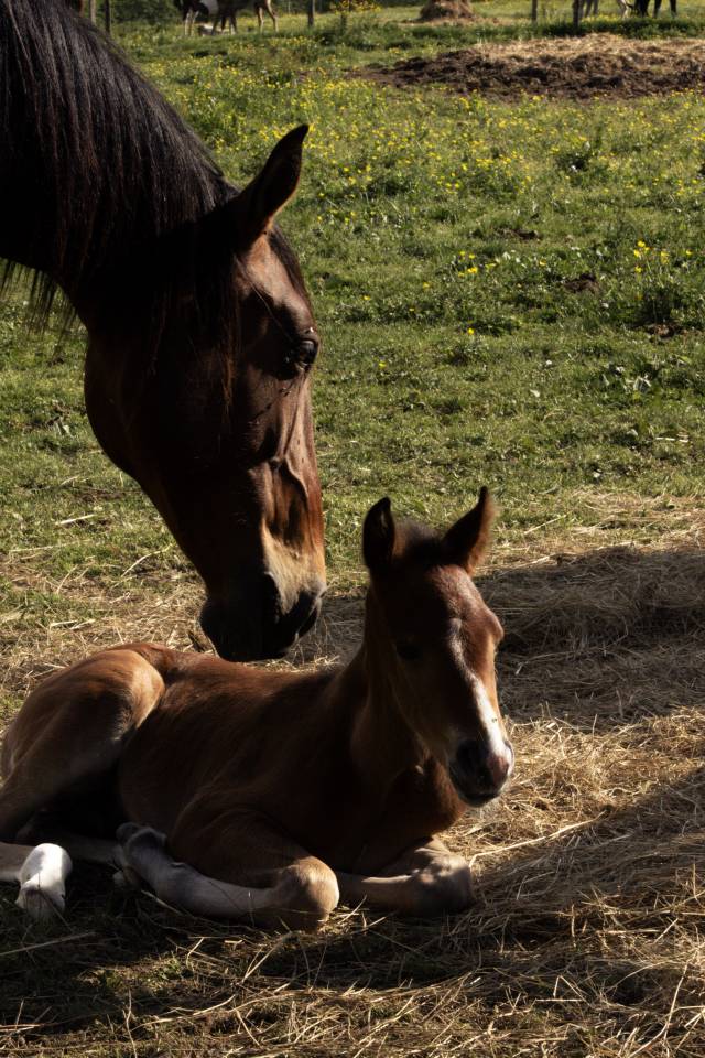 AMERICAN AZTECA HORSE