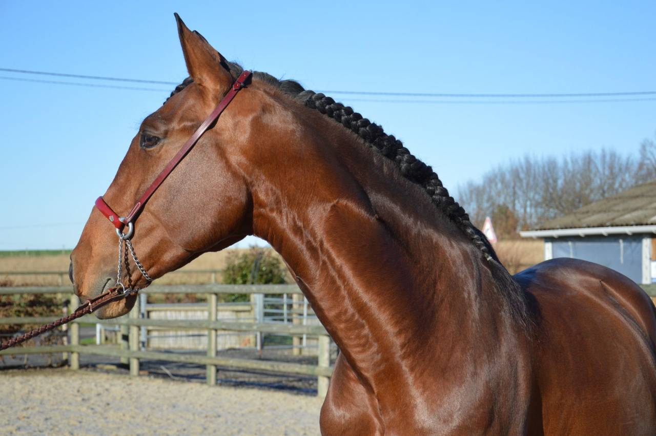 Pure Race Espagnole PP dressé 