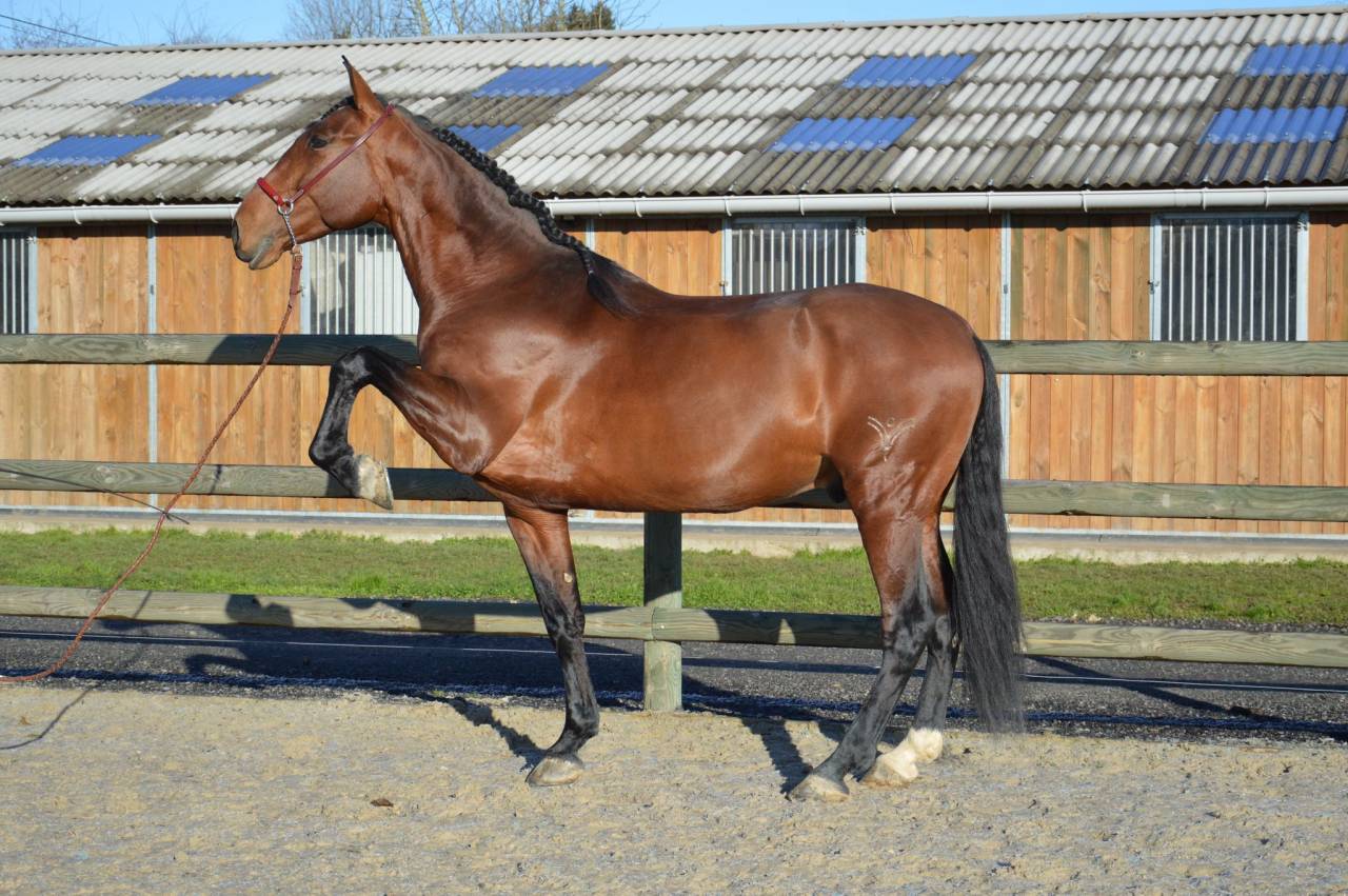 Pure Race Espagnole PP dressé 