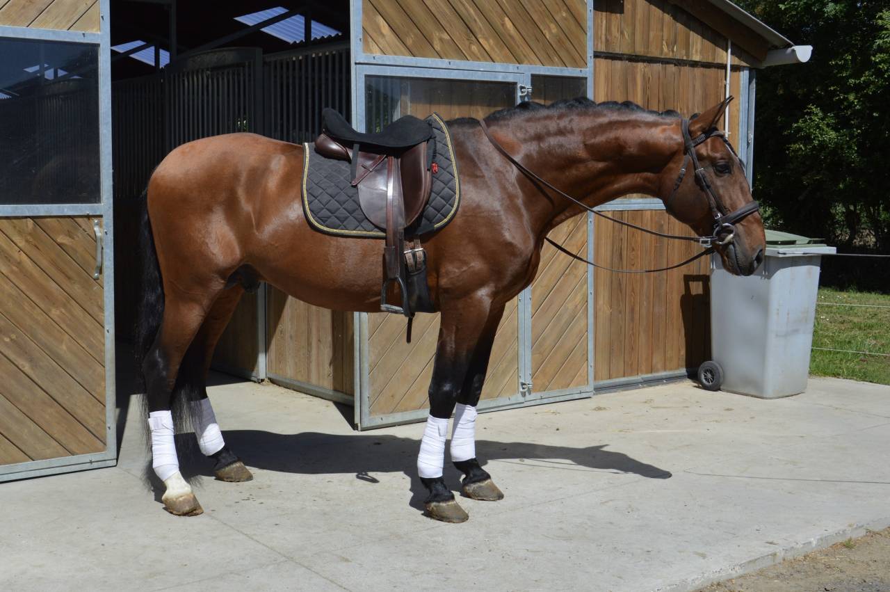 Pure Race Espagnole PP dressé 