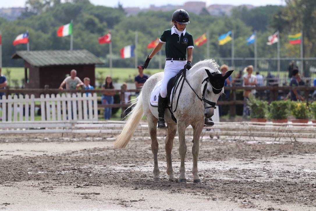 LAPSUS DE L'OCQ - New Forest - Gris - 1999 - 145 cm