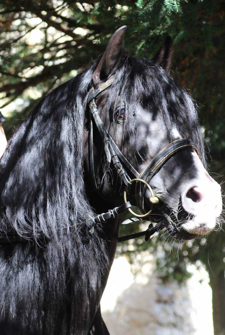 Saillie étalon spectacle PRE PP noir  PUNTEADO II 