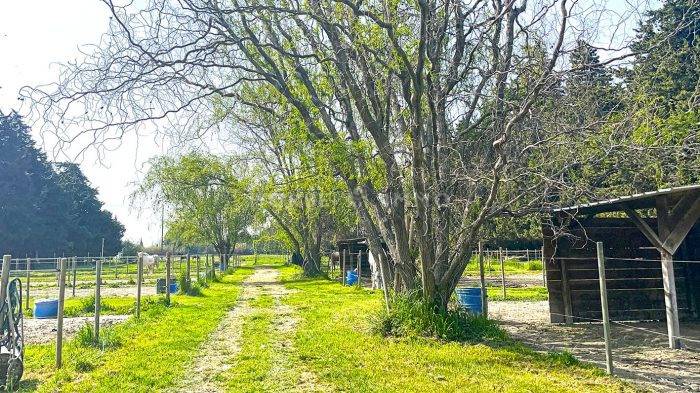 Provence - Domaine de charme avec dépendances équestres