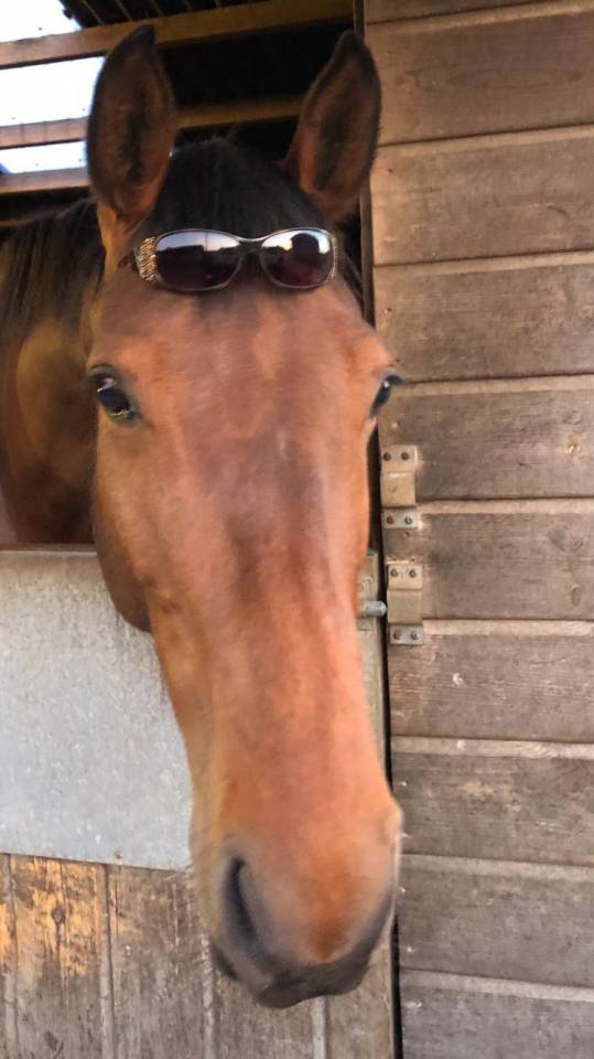 Jument AES Anglo European Studbook A vendre 2016 Bai par CLOUD NINE