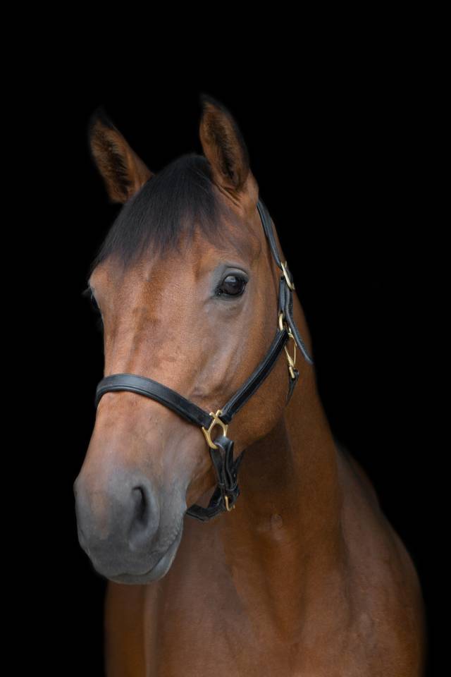 Jument AES Anglo European Studbook A vendre 2016 Bai par CLOUD NINE