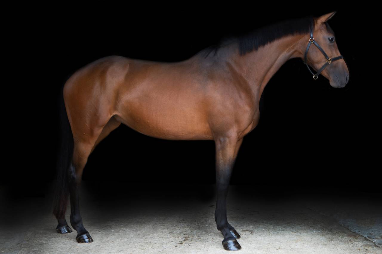 Jument AES Anglo European Studbook A vendre 2016 Bai par CLOUD NINE