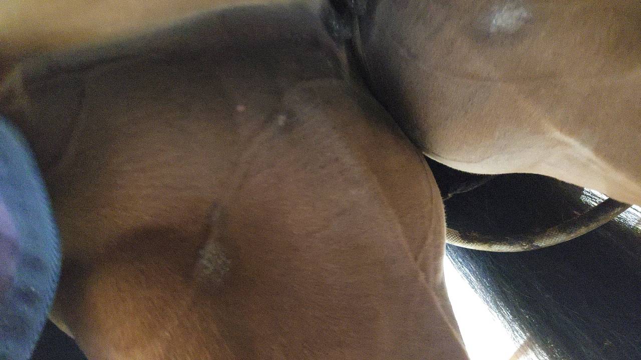 Jument AES Anglo European Studbook A vendre 2016 Bai par CLOUD NINE