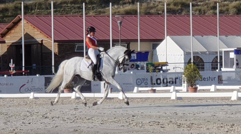 Pure race espagnole à vendre