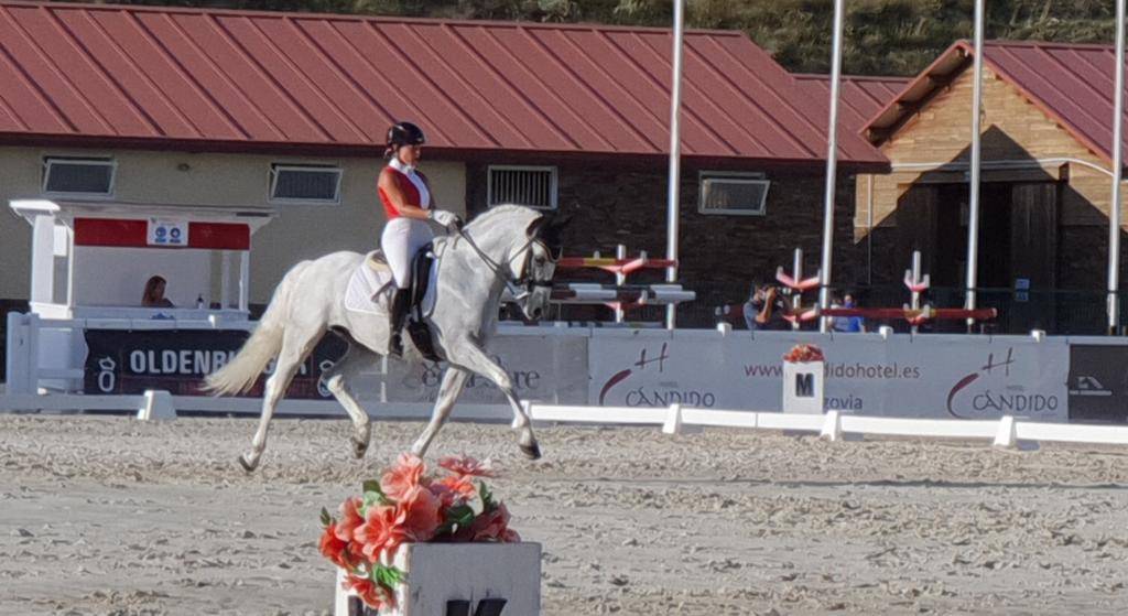 Pure race espagnole à vendre