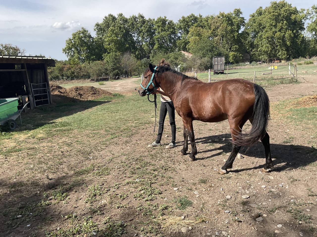 Ponette demi curly hypoallergénique - Toscane