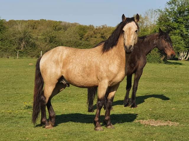 EUCHORTHIPUS ARQUETAN