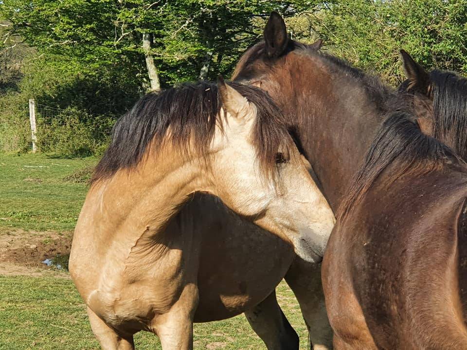 EUCHORTHIPUS ARQUETAN