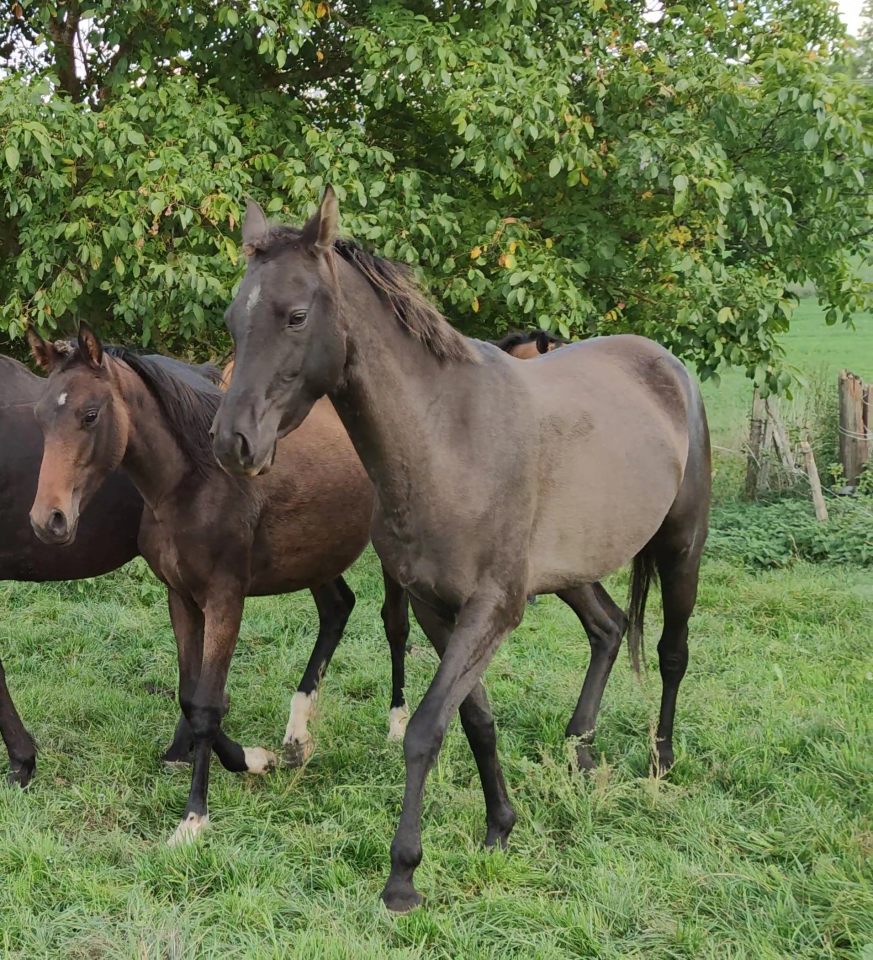 Setareh, toute de grâce et de gentillesse !