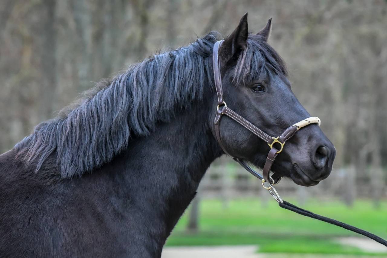 Komilfo love de Cé - étalon CSO et Mental pour enfants
