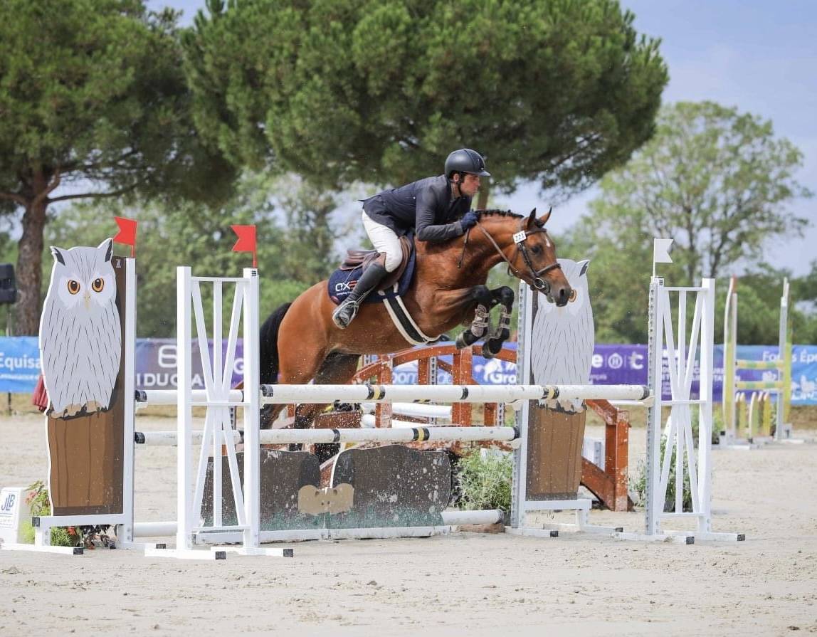 Poney de sport New Forest 