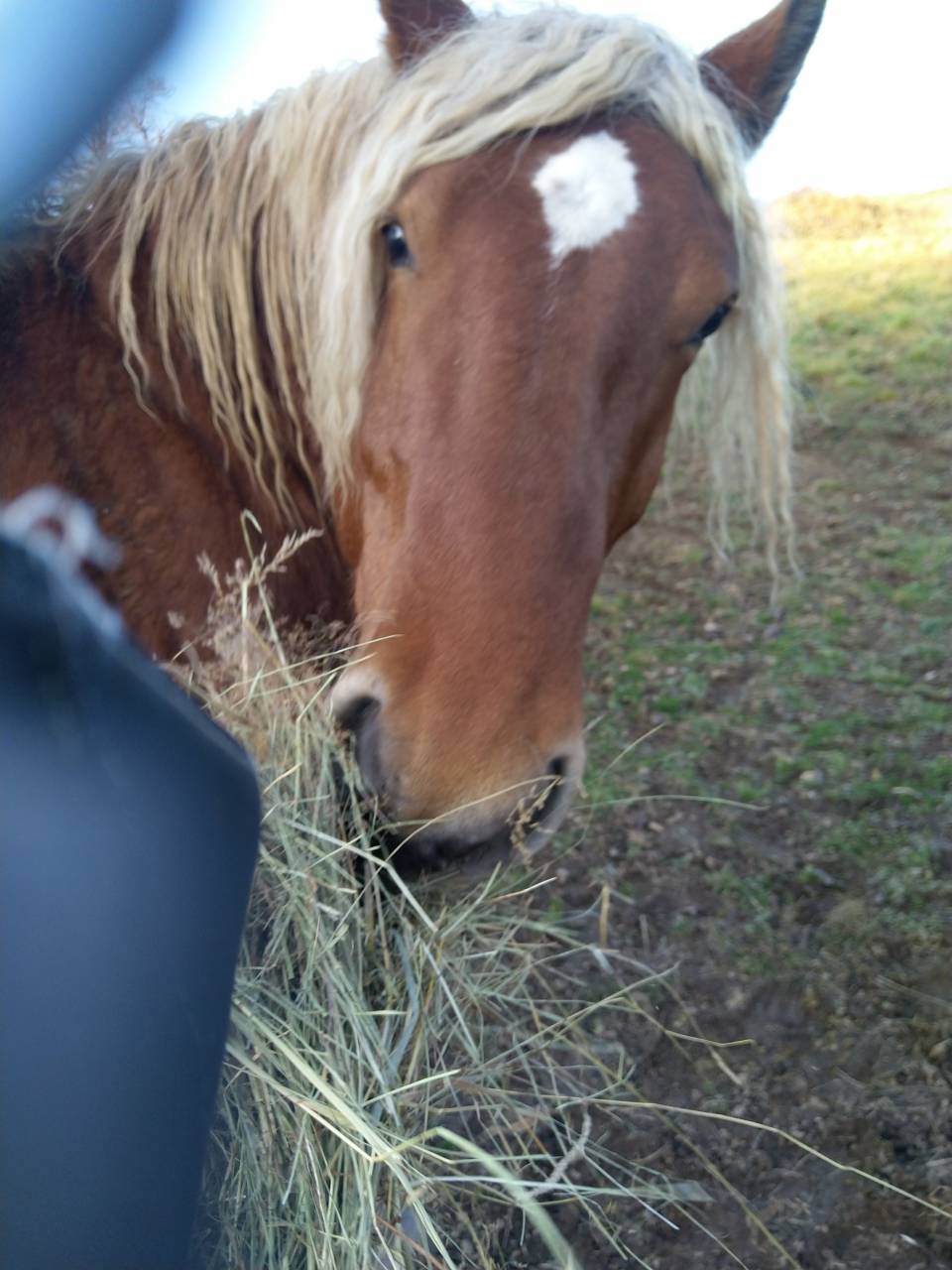 KASPER Mâle Comtois Pleins papiers