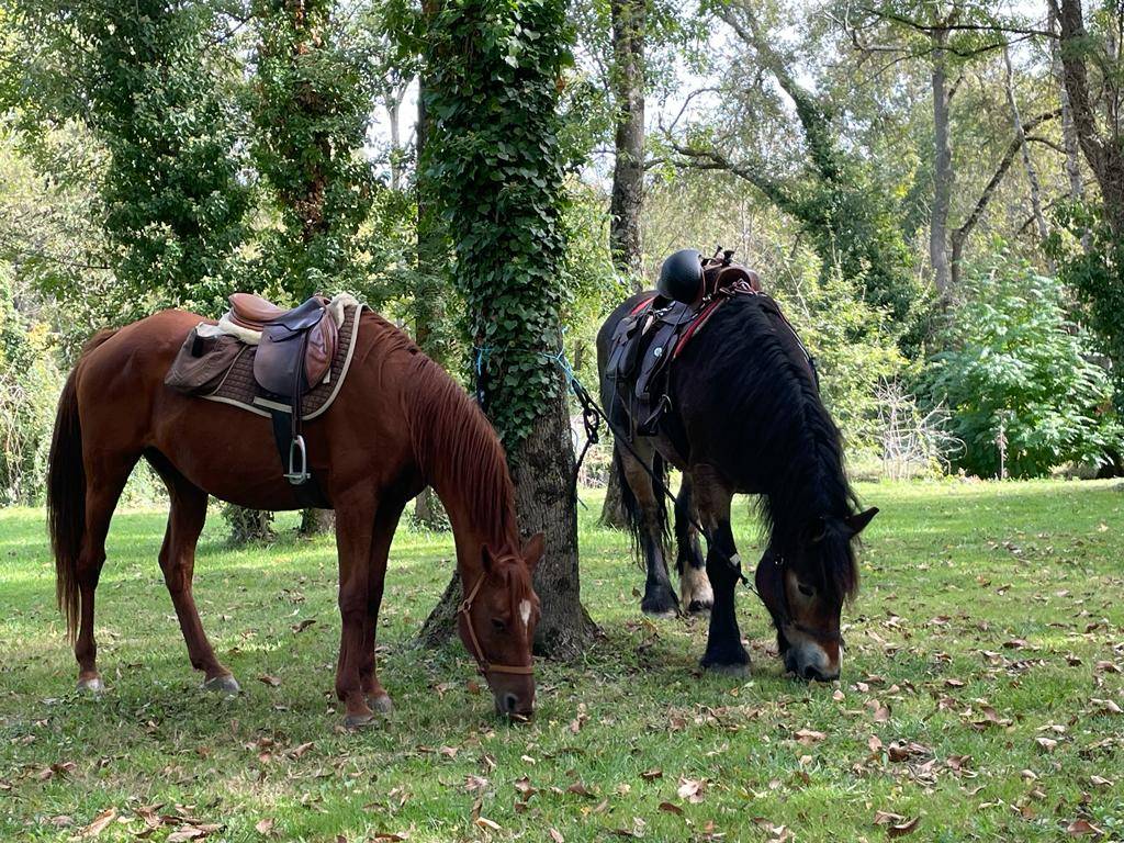 Balade à cheval Romagne (86700)