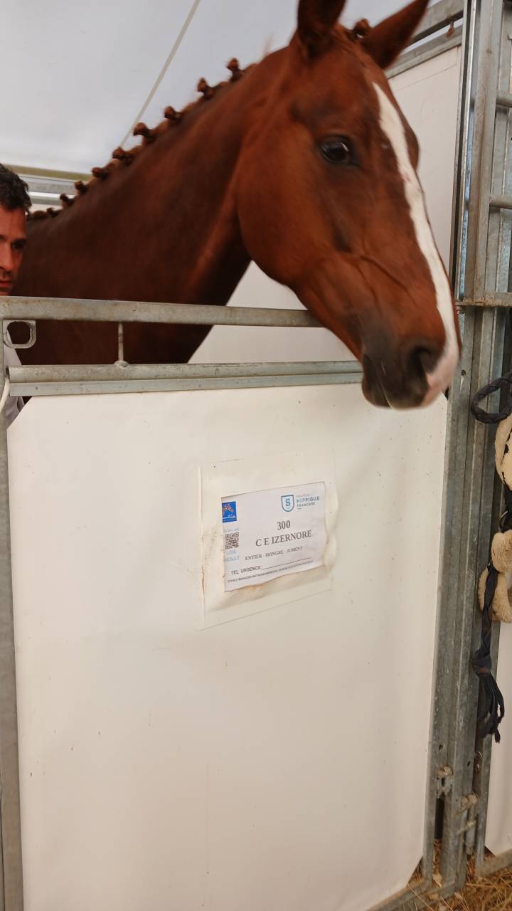 A vendre jument 7 ans SF direct éleveur 