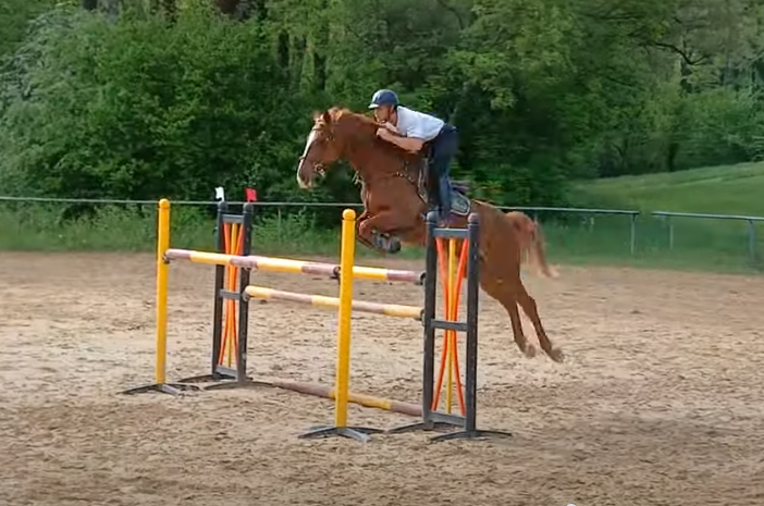 A vendre jument 7 ans SF direct éleveur 