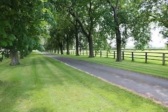 Haras 63 HA - RÉGION ARGENTAN - LE HARAS DU PIN