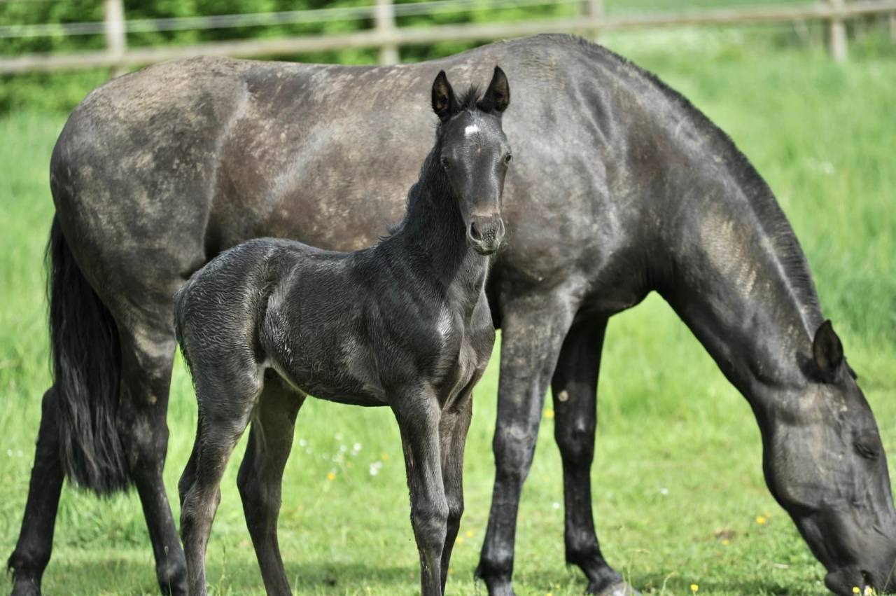 Haras des Sylves - Elevage de chevaux ibériques / sport