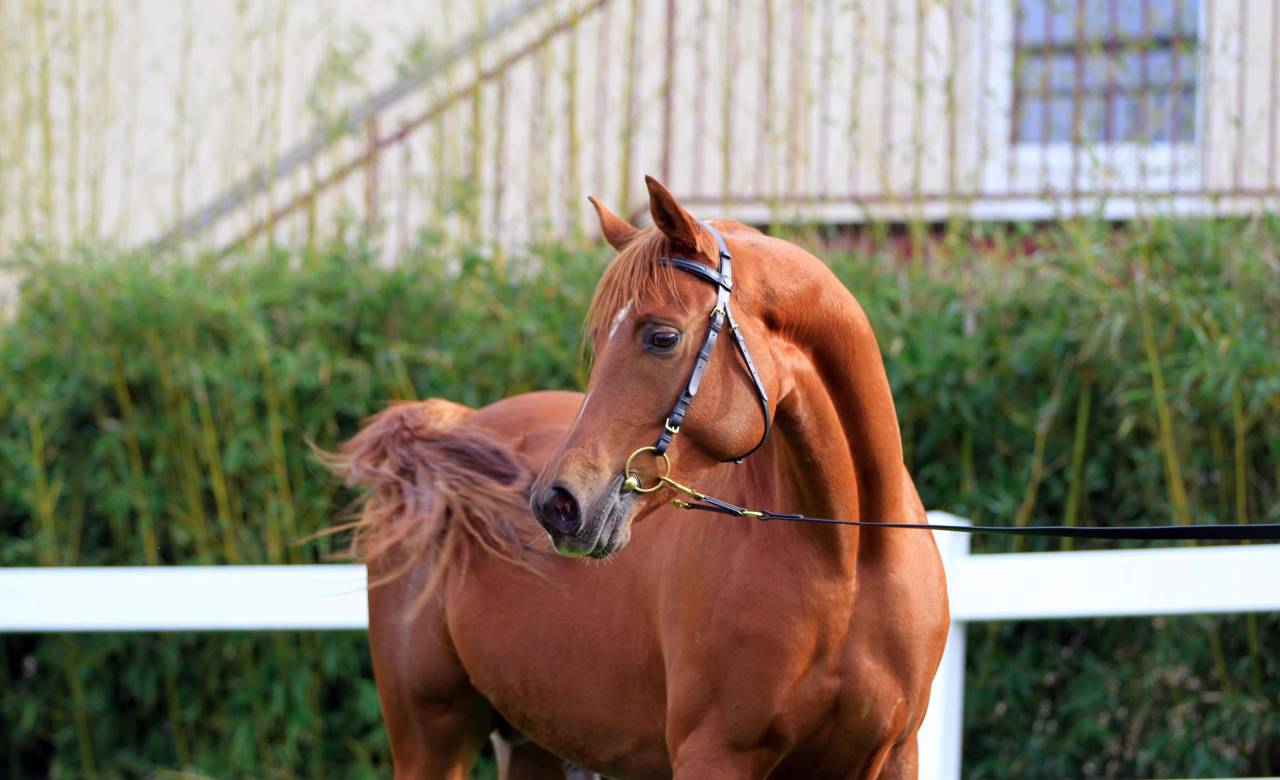 Saillies - PSA - Course et Endurance