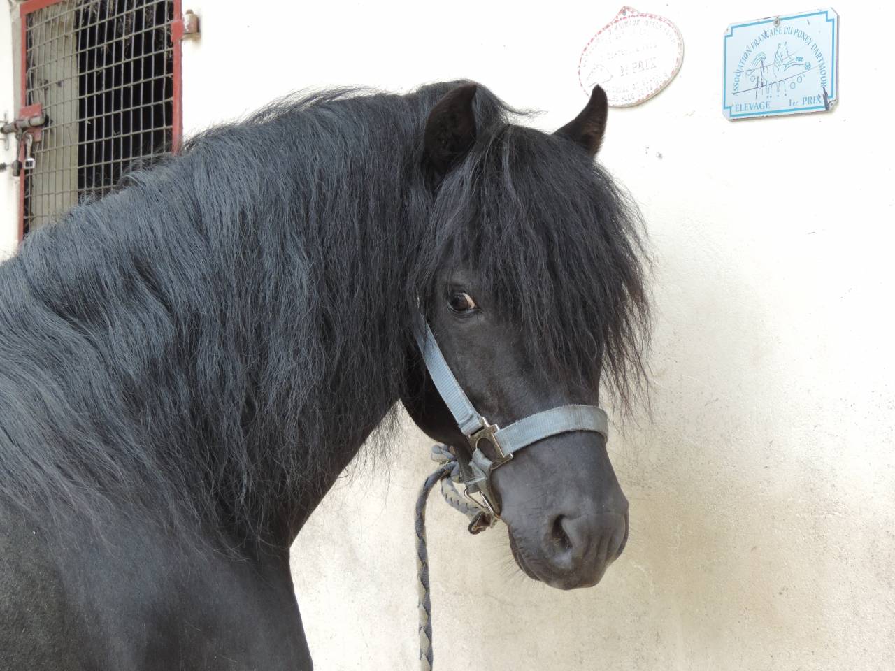 Etalon DARTMOOR Royal Blue Winsmill