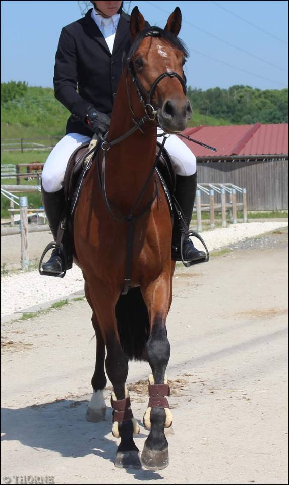 Superbe Hongre 6 ans - potentiel AMATEUR ELITE / 135 