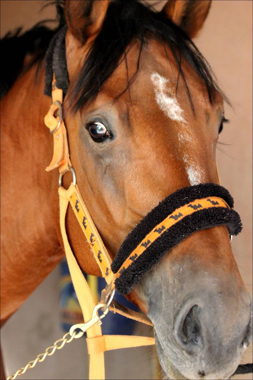 Superbe Hongre 6 ans - potentiel AMATEUR ELITE / 135 