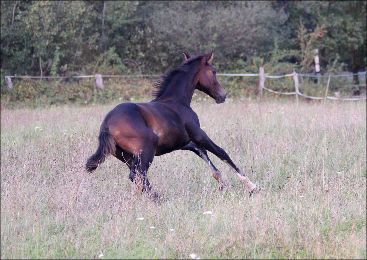 FOAL EXCEL ORIGINES - QUEL HOMME DE HUS -MERE ISO141