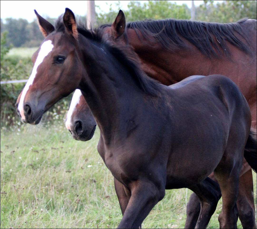 FOAL EXCEL ORIGINES - QUEL HOMME DE HUS -MERE ISO141