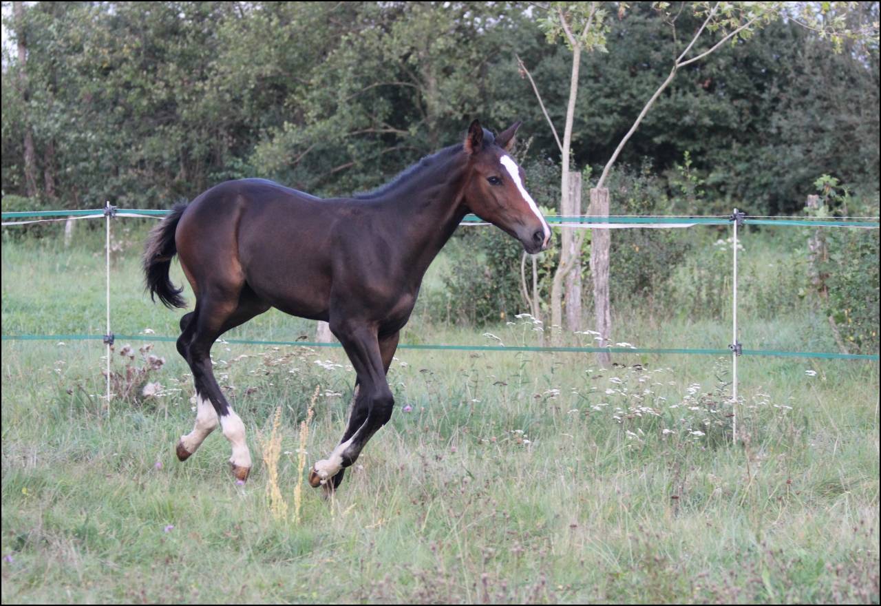 FOAL EXCEL ORIGINES - QUEL HOMME DE HUS -MERE ISO141