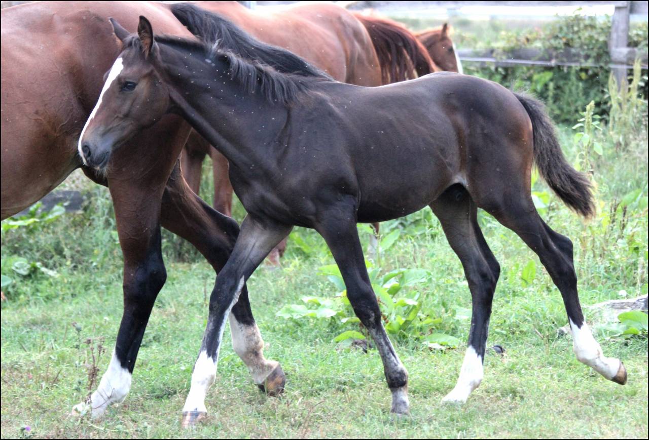 FOAL EXCEL ORIGINES - QUEL HOMME DE HUS -MERE ISO141
