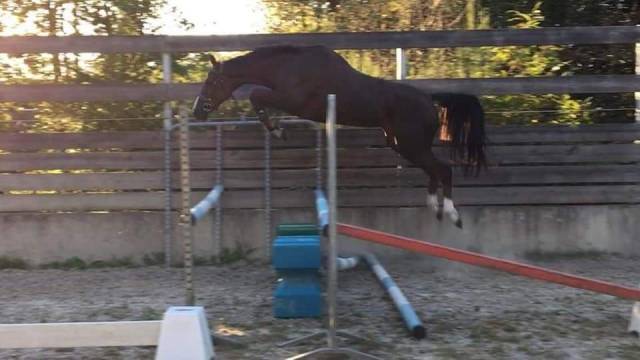 FOAL EXCEL ORIGINES - QUEL HOMME DE HUS -MERE ISO141