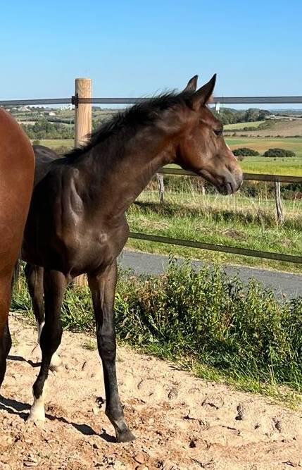 FOAL EXCEL ORIGINES - QUEL HOMME DE HUS -MERE ISO141