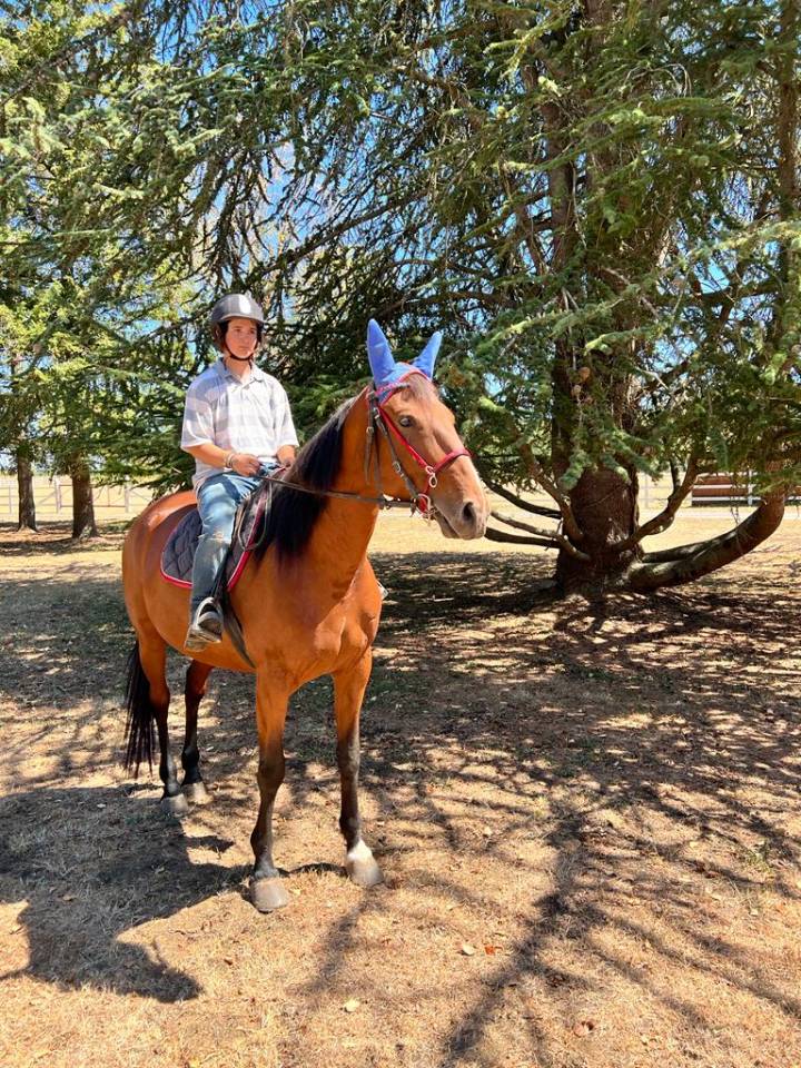 CHEVAL TROTTEUR FRANCAIS : ISIS DE MARCAY