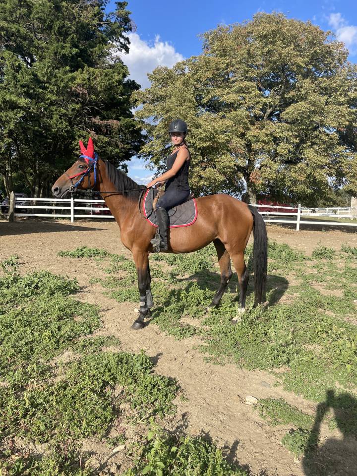 CHEVAL TROTTEUR FRANCAIS : FALBALA D'IRAI