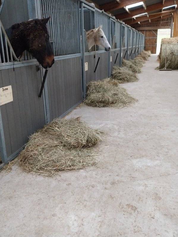 NIORT  - Structure d&eacute;di&eacute;e &agrave; l'&eacute;quitation sur 3 ha